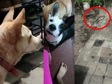 വളർത്തുനായകളും പാമ്പും തമ്മിൽ പോര്