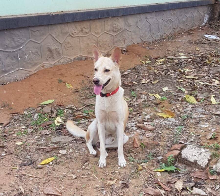 Pet dog, Cobra, snake, snake bite, Thiruvananthapuram, Kazhakkoottam, മൂർഖൻ പാമ്പ്, പാമ്പ്, തിരുവനന്തപുരം, വളർത്തുനായ, മൂർഖൻ