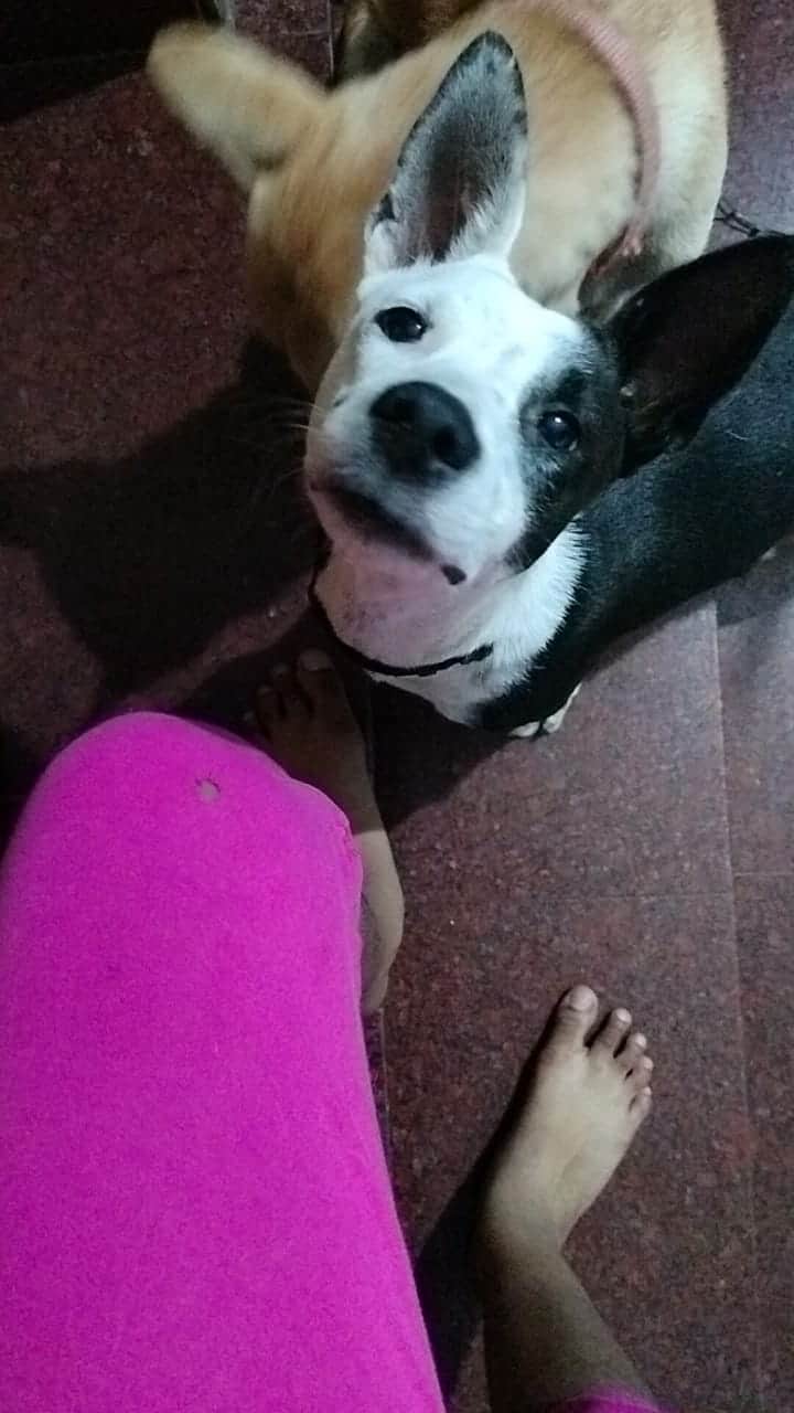 Pet dog, Cobra, snake, snake bite, Thiruvananthapuram, Kazhakkoottam, മൂർഖൻ പാമ്പ്, പാമ്പ്, തിരുവനന്തപുരം, വളർത്തുനായ, മൂർഖൻ