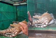 കേരള-തമിഴ്നാട് അതിർത്തിയിൽ ജനങ്ങളുടെ ഉറക്കം കെടുത്തിയ കടുവ വനം വകുപ്പിന്‍റെ പിടിയില്‍