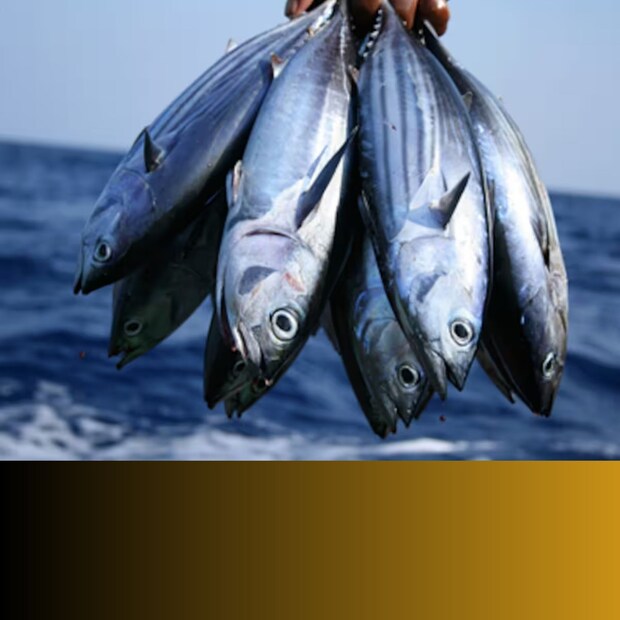 man addiction to tuna fish, US, Tuna, Fish, tuna tailor, tlc, യുഎസ്, ട്യൂണ, മത്സ്യം, ചൂര മീൻ