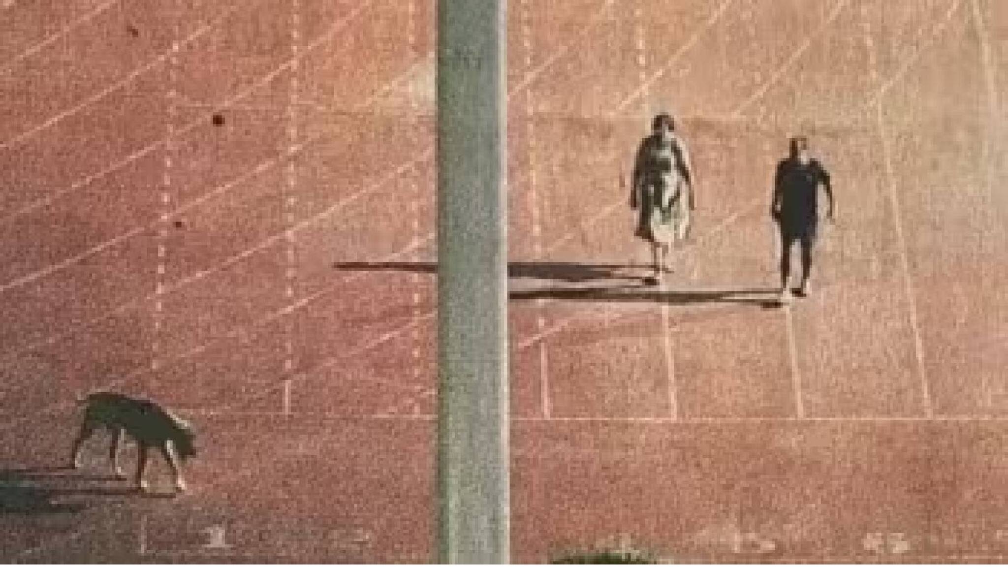 നായയ്ക്ക് നടക്കാൻ സ്റ്റേഡിയത്തിലെ അത്‌ലറ്റുകളെ ഒഴിപ്പിച്ച ഐഎഎസ് ഉദ്യോഗസ്ഥയോട് ജോലി നിർത്തി വീട്ടിൽ ഇരിക്കാൻ സർക്കാർ