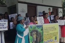 'നാട് കടത്തിയ അരിക്കൊമ്പനെ തിരികെ എത്തിക്കണം'; ഇടുക്കി കളക്ട്രേറ്റിനു മുന്നിൽ ഒത്തുകൂടി അരിക്കൊമ്പൻ ഫാൻസ്