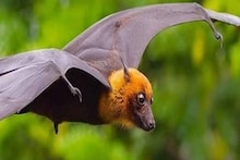 Nipah | നിപ ഉറവിടം കണ്ടെത്താനായി വവ്വാലുകളെ പിടികൂടി; ജാനകിക്കാട്ടിലും വലവിരിക്കും