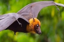 Nipah | നിപ ഉറവിടം കണ്ടെത്താനായി വവ്വാലുകളെ പിടികൂടി; ജാനകിക്കാട്ടിലും വലവിരിക്കും