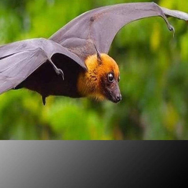 Nipah Virus, Nipah, Nipah in Kozhikode, Nipah Kerala, Nipah Symptoms, Nipah Treatment