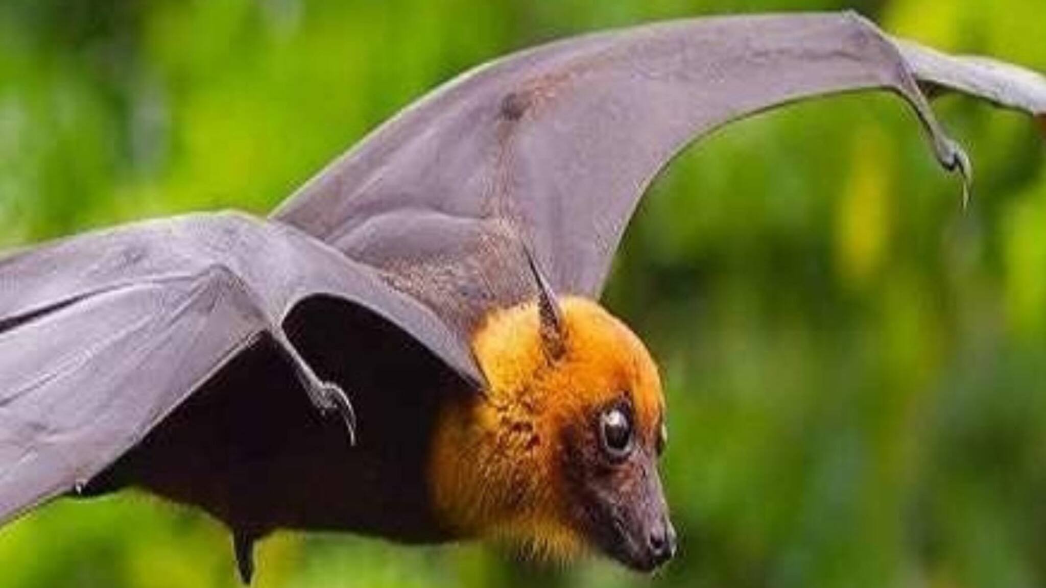 Nipah Virus | എന്താണ് നിപ വൈറസ്? രോഗലക്ഷണങ്ങളും കാരണങ്ങളും പ്രതിരോധവും അറിയാം