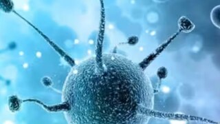 നിപാ വൈറസ് നിപാ വൈറസ്