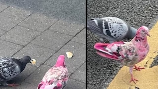 പിങ്ക് പ്രാവ്