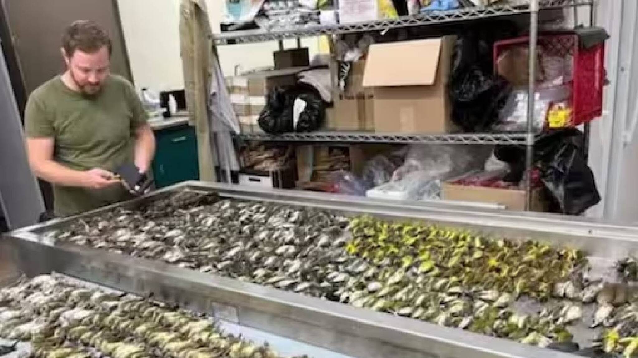 അമേരിക്കയില്‍ 1000ത്തോളം ദേശാടന പക്ഷികള്‍ ഒറ്റ ദിവസം ചത്തു വീണു; കാരണമെന്ത്?