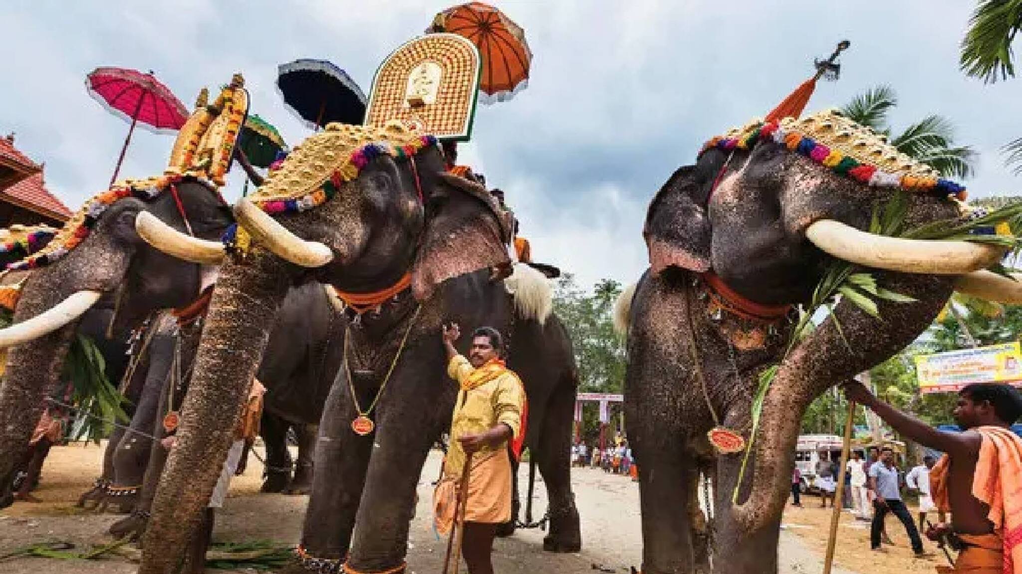 ഉത്സവങ്ങള്‍ക്ക് നാട്ടാനകളെ ഉപയോഗിക്കുന്നത് തടയണമെന്ന ഹര്‍ജിയില്‍ ഇടപെടാൻ സുപ്രീംകോടതി വിസമ്മതിച്ചു