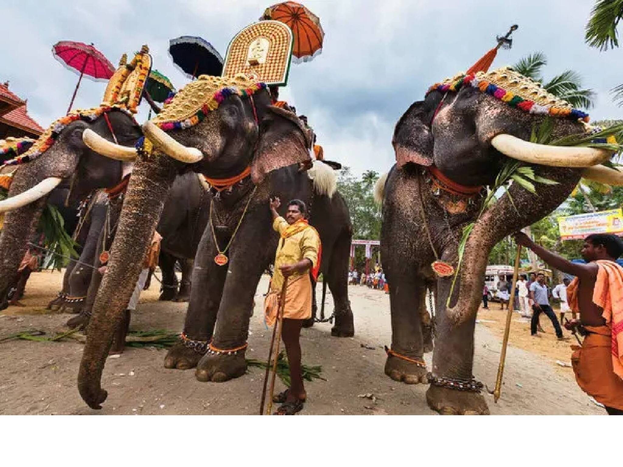 ഉത്സവങ്ങള്‍ക്ക് നാട്ടാനകളെ ഉപയോഗിക്കുന്നത് തടയണമെന്ന ഹര്‍ജിയില്‍ ഇടപെടാൻ സുപ്രീംകോടതി വിസമ്മതിച്ചു