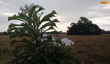 മഞ്ഞ,