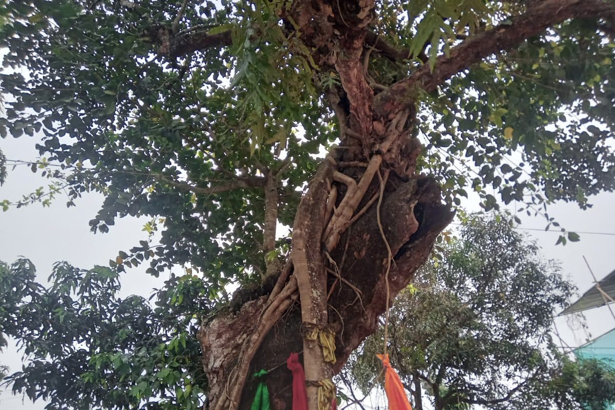 പഴക്കം അഞ്ഞൂറ് വർഷത്തിലധികം : തൃക്കൊടിത്താനത്തെ  മുത്തശ്ശിപ്ലാവിന്റെ വിശേഷങ്ങൾ