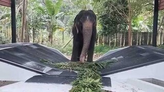 ഗുരുവായൂർ ആനക്കോട്ട