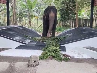 ഗുരുവായൂർ ആനക്കോട്ട