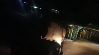 പടയപ്പ പടയപ്പ