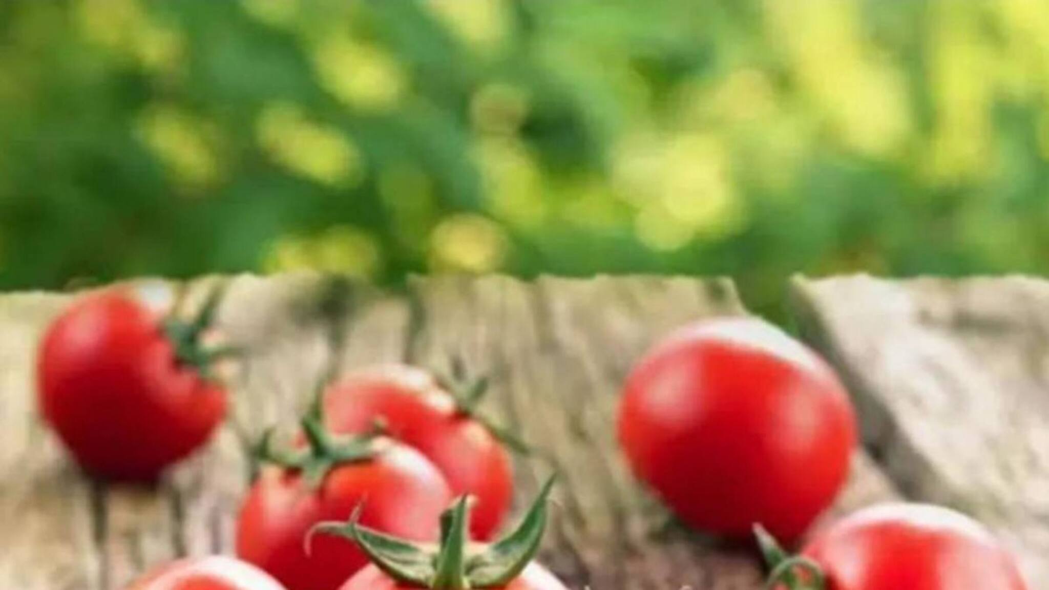 'പാവപ്പെട്ടവന്റെ ഓറഞ്ച്'; പോർച്ചുഗീസുകാർ ഇന്ത്യയിലേക്ക് കൊണ്ടുവന്ന തക്കാളി