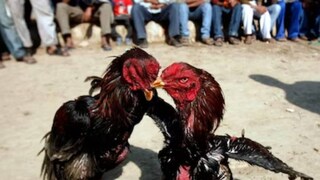 കോഴിപ്പോര്