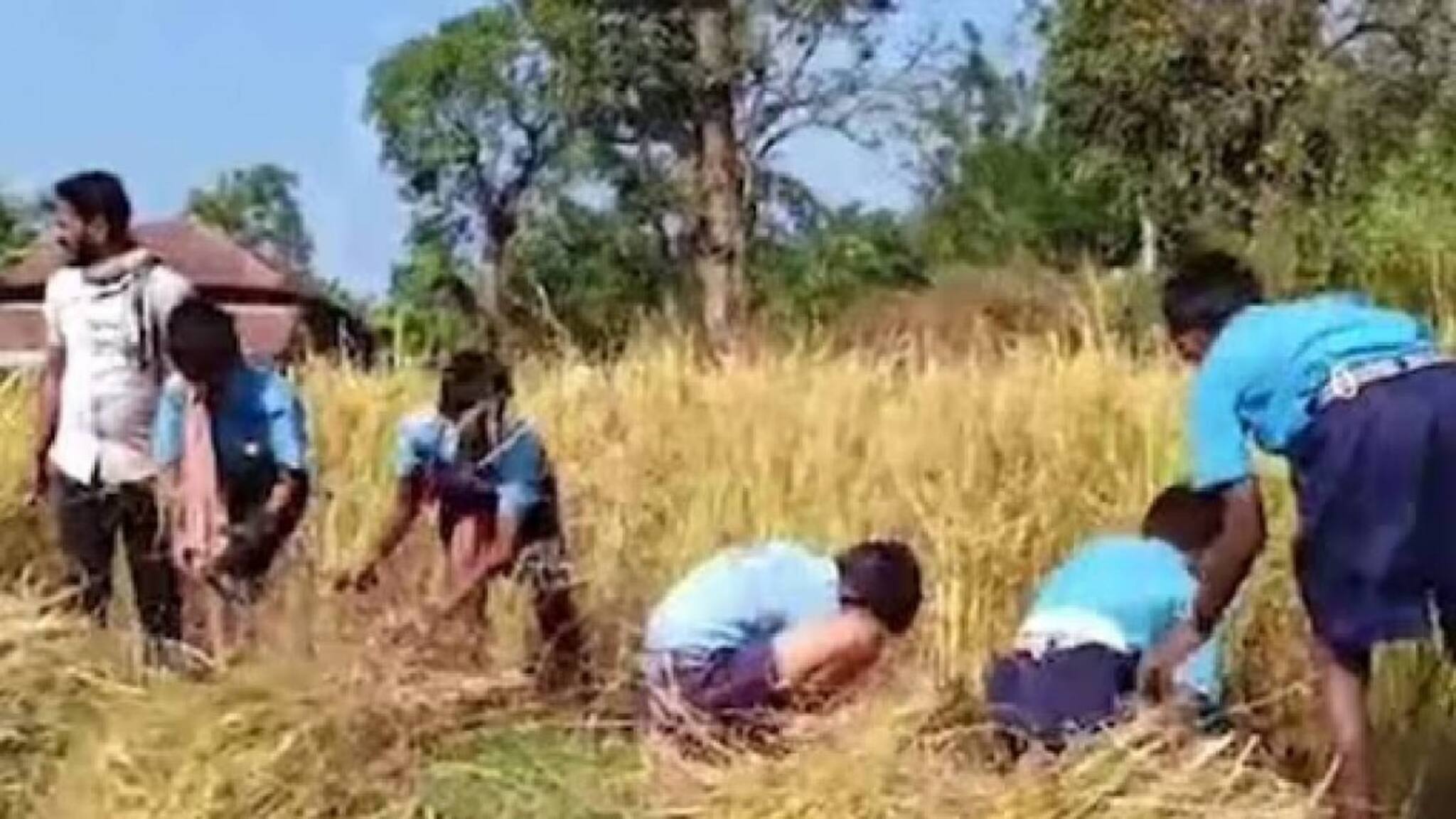 നെല്ല് വിളയിച്ച് വിദ്യാർത്ഥികൾ; കർണാടകയിലെ സർക്കാർ സ്കൂളിലെ വ്യത്യസ്തമായ പാഠ്യപദ്ധതി