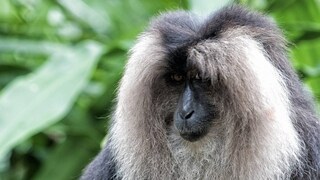 സിംഹവാലൻ കുരങ്ങ് സിംഹവാലൻ കുരങ്ങ്