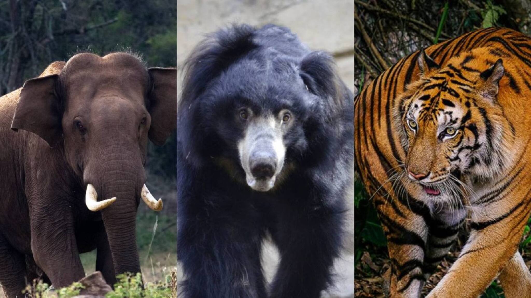 കൃഷിയിടത്തിൽ നിന്ന് വന്യമൃഗങ്ങളെ അകറ്റാന്‍ പുതിയ ടെക്‌നിക്കുമായി ആന്ധ്രയിലെ കര്‍ഷകന്‍