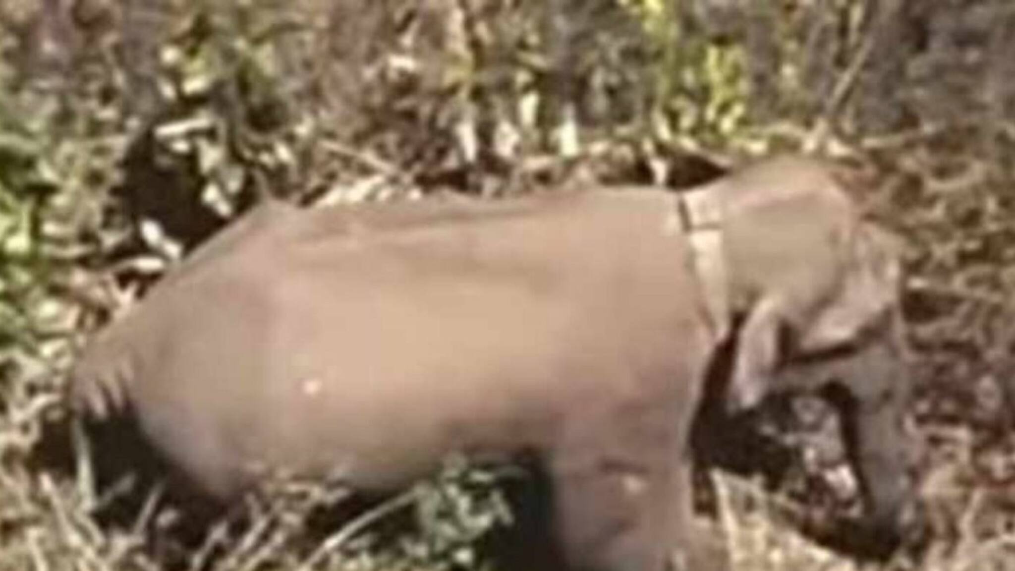 ആരാണ് ഈ കുപ്രസിദ്ധ മഖ്‌ന അഥവാ മോഴയാനകൾ?