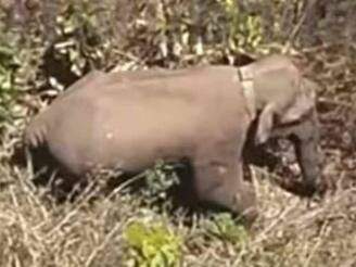 ആരാണ് ഈ കുപ്രസിദ്ധ മഖ്‌ന അഥവാ മോഴയാനകൾ?