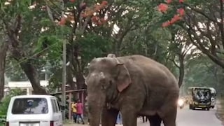 ബേലൂർ മക്ന ബേലൂർ മക്ന