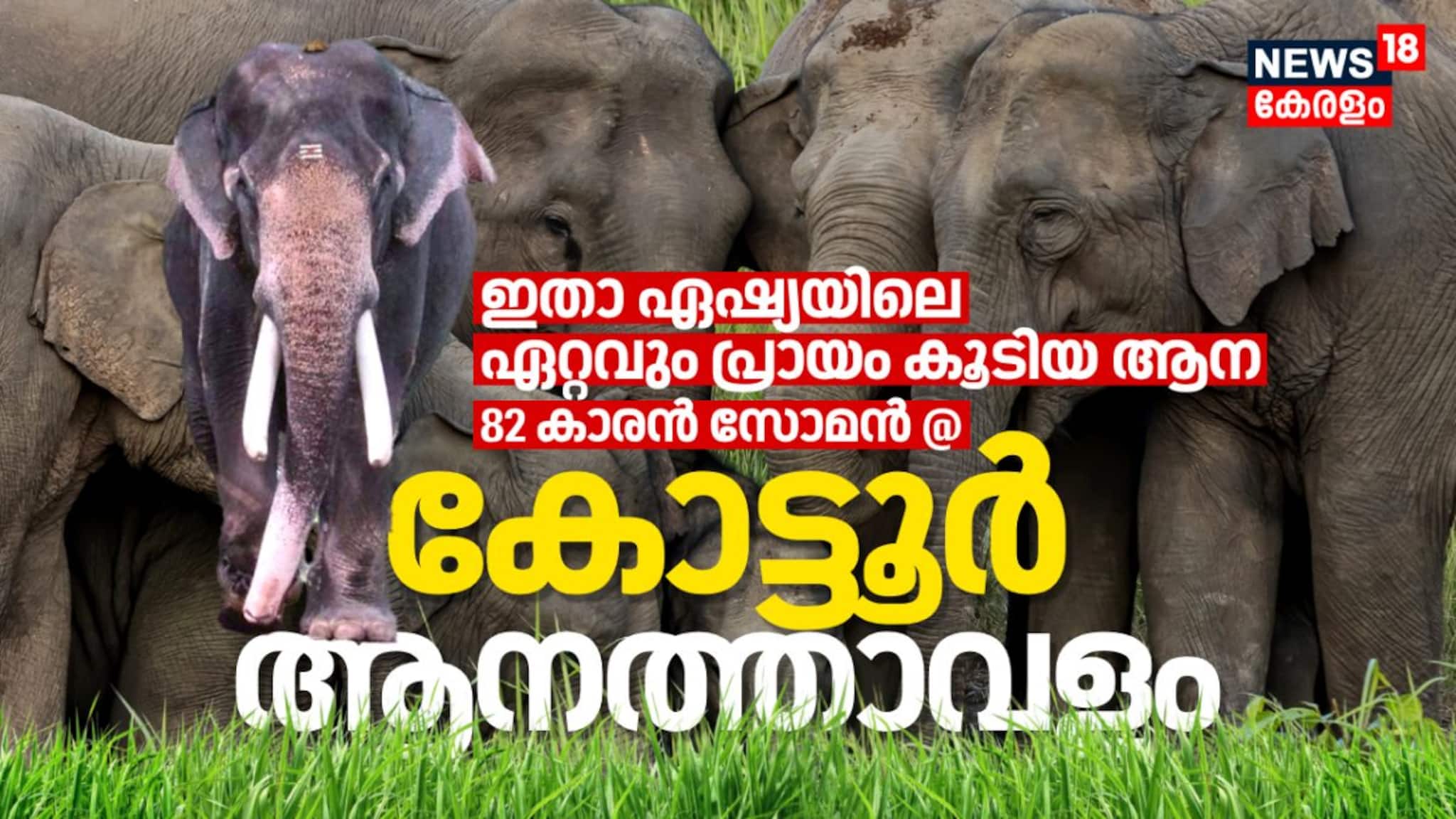 ഇതാ ഏഷ്യയിലെ ഏറ്റവും പ്രായം കൂടിയ ആന 82 കാരൻ സോമൻ കോട്ടൂർ ആനത്താവളത്തിൽ