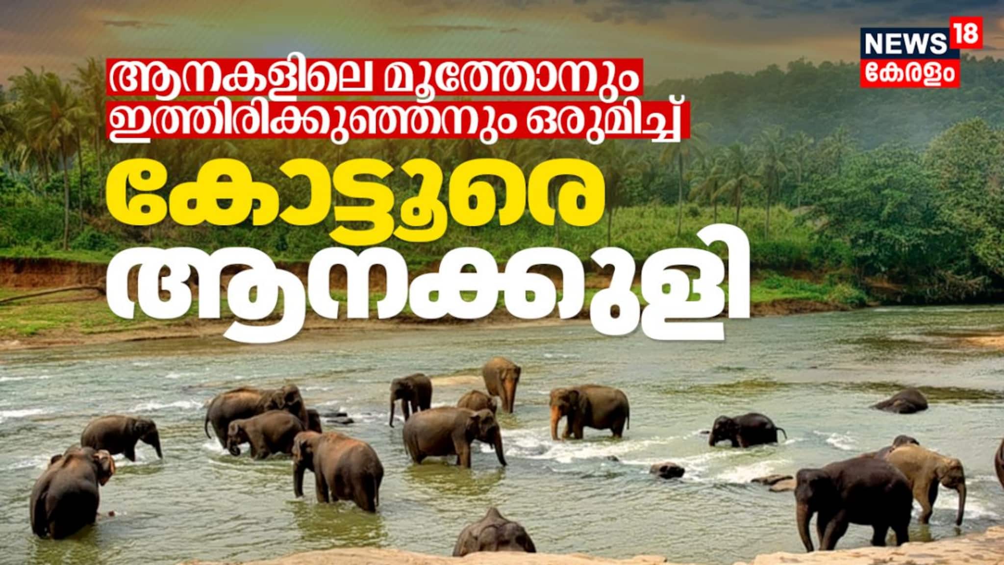 ആനകളിലെ മൂത്തോനും ഇത്തിരിക്കുഞ്ഞനും ഒരുമിച്ച്, കാണാം കോട്ടൂരെ ആനക്കുളി