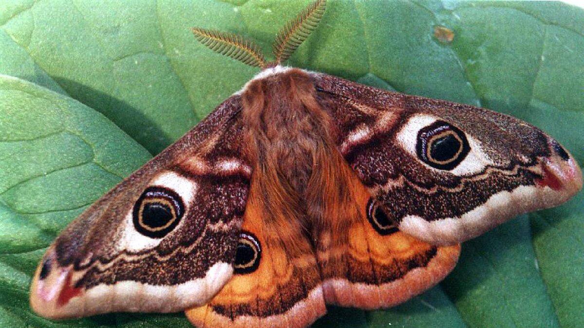 Moruthwane Insect ദീര്ഘദൂര വിമാനയാത്രകളുടെ ക്ഷീണമകറ്റാൻ ഗന്ധം? വഴിത്തിരിവായി ...