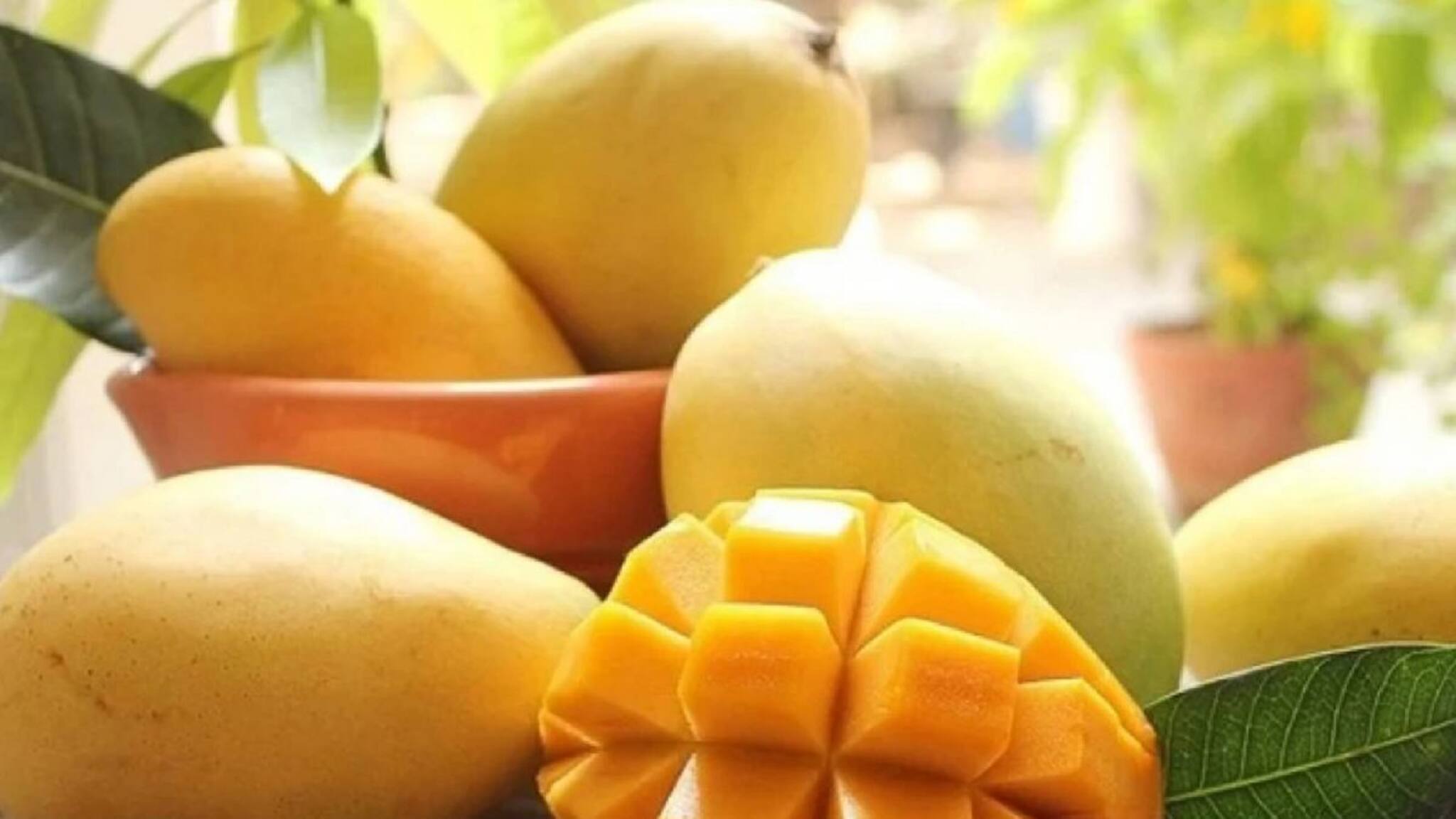 മാങ്ങാ കഴിച്ചാൽ രക്തത്തിലെ പഞ്ചസാരയുടെ അളവും ശരീരഭാരവും വര്‍ധിക്കുമോ?