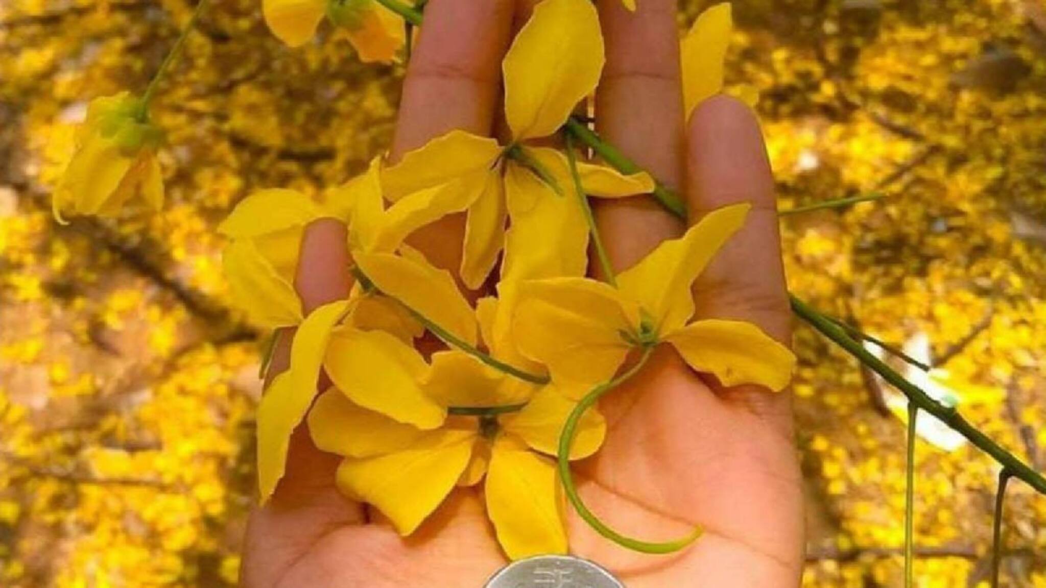 Vishu 2024: വിഷുക്കൈനീട്ടം ആര്‍ക്ക്, എങ്ങനെ, എന്തിന് കൊടുക്കണം ?