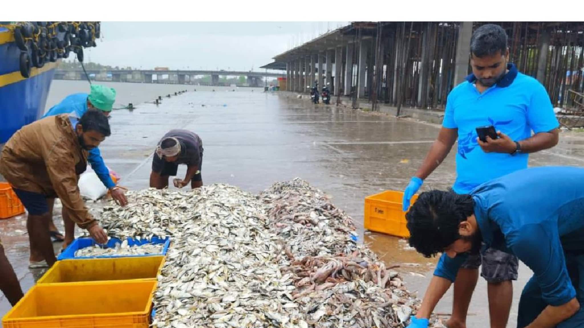 കേരളാതീരത്ത് 468 മത്സ്യയിനങ്ങൾ കണ്ടെത്തി; ഇവയിൽ 7 പുതിയ ഇനങ്ങളും