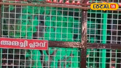 അമ്മച്ചി പ്ലാവ് 