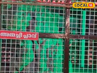 അമ്മച്ചി പ്ലാവ് 