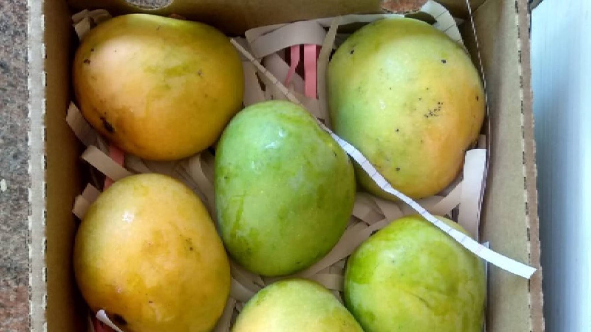 കുറ്റിയാട്ടൂർ മാമ്പഴം: കേരളത്തിൽ GI ടാഗ് നേടിയ ആദ്യത്തെ മധുരമാമ്പഴം.