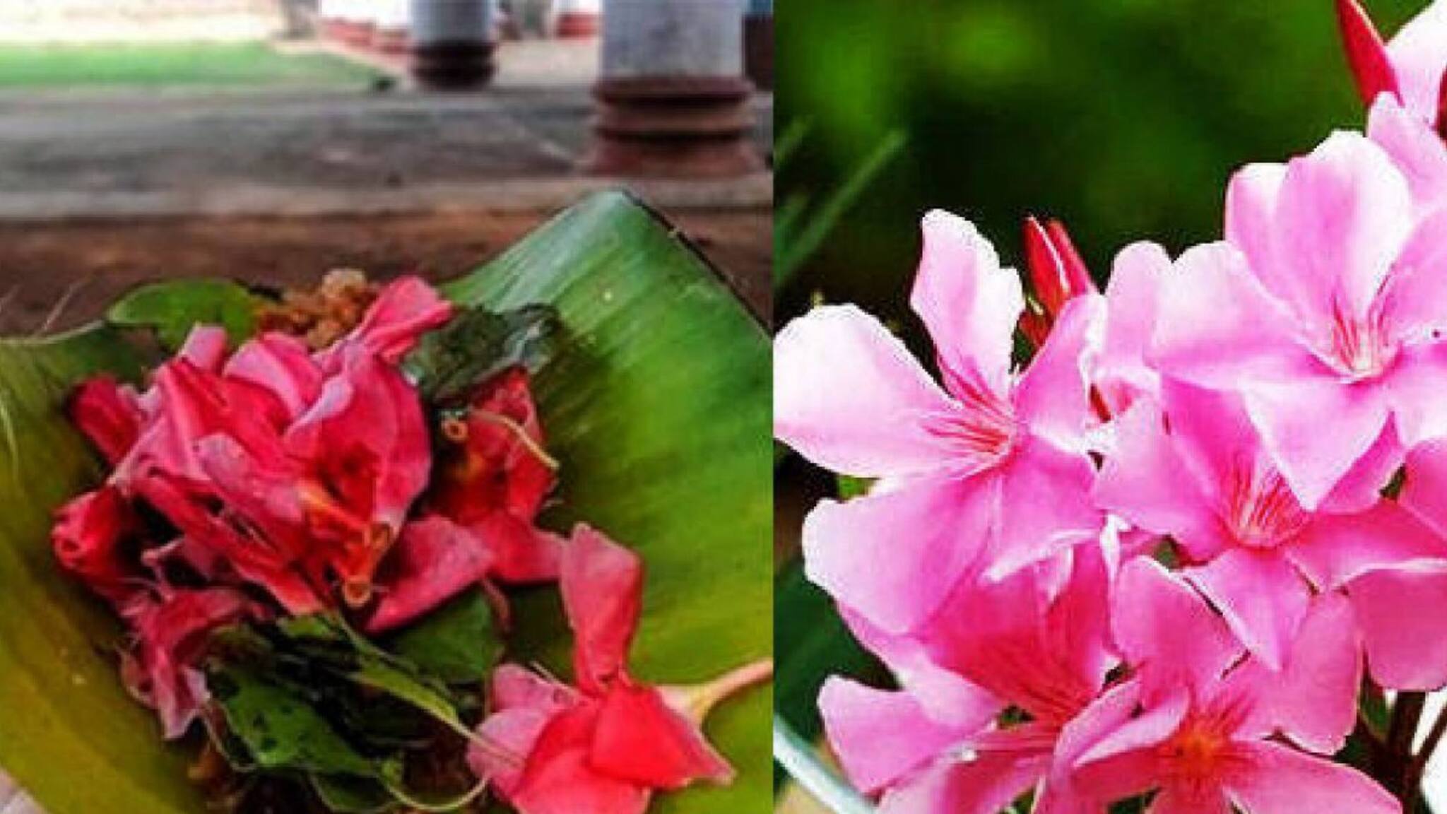 അരളിപ്പൂ പൂജയ്‌ക്കെടുക്കാം; പ്രസാദത്തിലും നിവേദ്യത്തിലും വേണ്ട; ഉത്തരവുമായി തിരുവിതാംകൂർ ദേവസ്വം ബോർഡ്