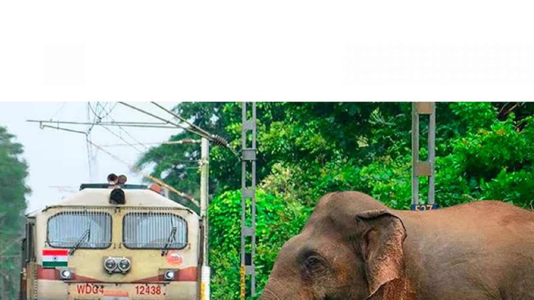 പാലക്കാട് ട്രെയിൻ അപകടങ്ങളിൽ നിന്ന് ആനകളെ രക്ഷിക്കാൻ  AI സംവിധാനം:ഗജരാജ്