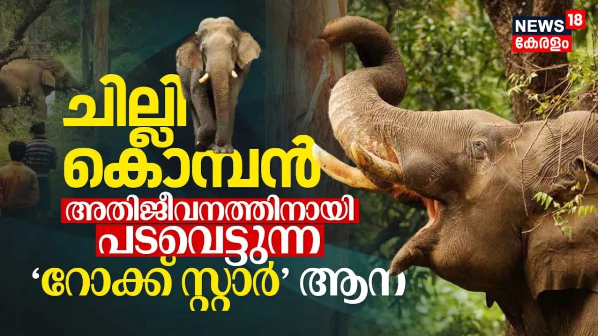ചില്ലിക്കൊമ്പൻ, അതിജീവനത്തിനായി പടവെട്ടുന്ന റോക്‌സ്‌റ്റാർ ആന, നമുക്ക് ഇതൊരു മുന്നറിയിപ്പ് ആണ്