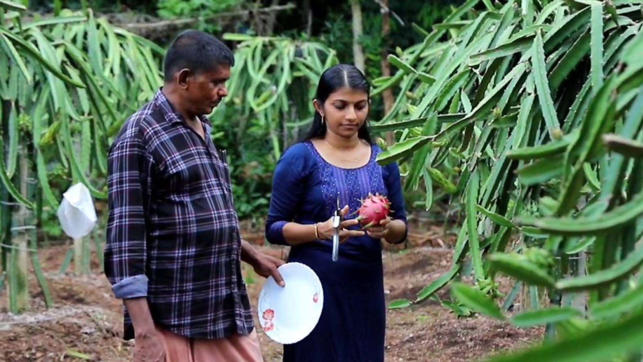 പാറക്കെട്ടിൽ ഡ്രാഗൺ ഫ്രൂട്ട് വിളയിച്ചു വിജയം കൊയ്യുന്ന കണ്ണൂരിലെ കര്‍ഷകൻ