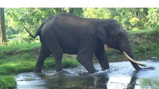 (representative image) (representative image)