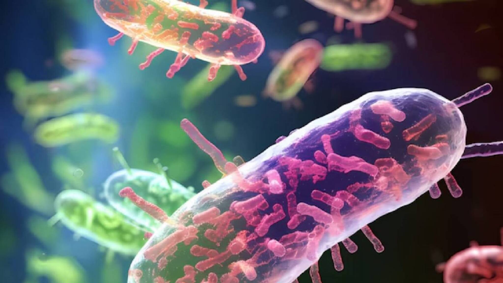 യുകെയിൽ ഇകോളി ബാക്ടീരിയ അണുബാധ; വില്ലൻ ലെറ്റൂസ്