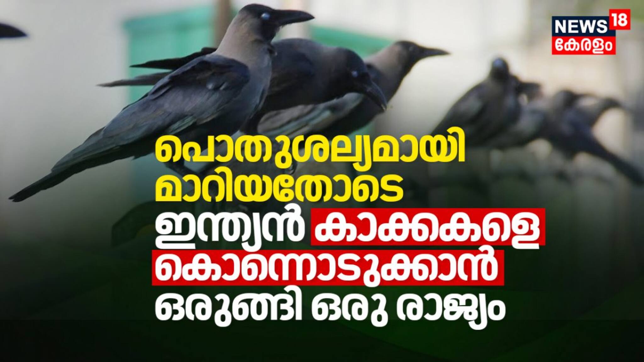 ഇന്ത്യന്‍ കാക്കകള്‍ക്ക് കഷ്ടകാലം: പൊതുശല്യമായി മാറിയതോടെ ഇന്ത്യന്‍ കാക്കകളെ കൊന്നൊടുക്കാൻ ഒരു രാജ്യം