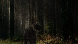 (representative image)