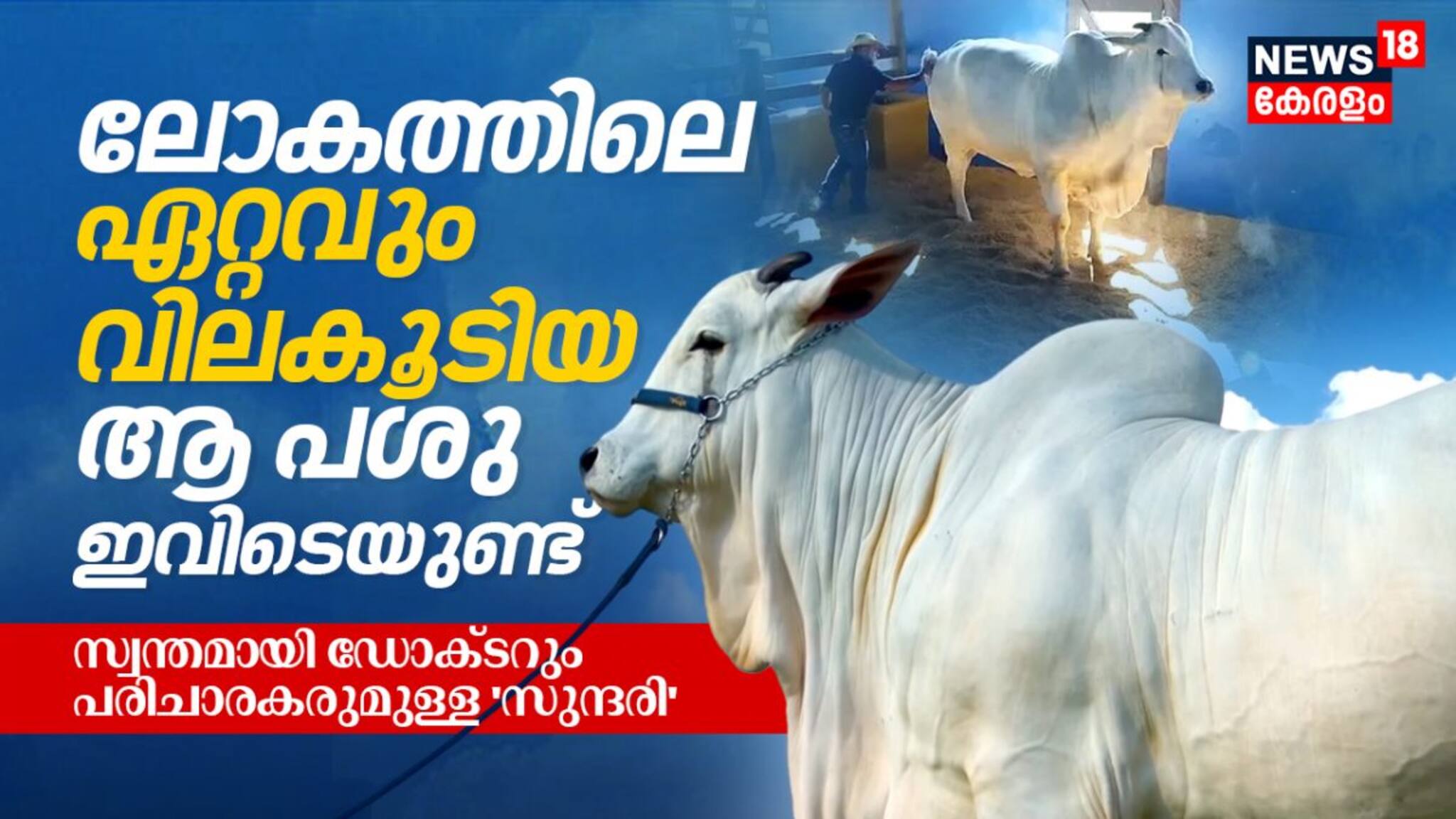 ലോകത്തിലെ ഏറ്റവും വിലകൂടിയ ആ പശു ഇവിടെയുണ്ട്;  സ്വന്തമായി ഡോക്ടറും പരിചാരകരുമുള്ള സുന്ദരി