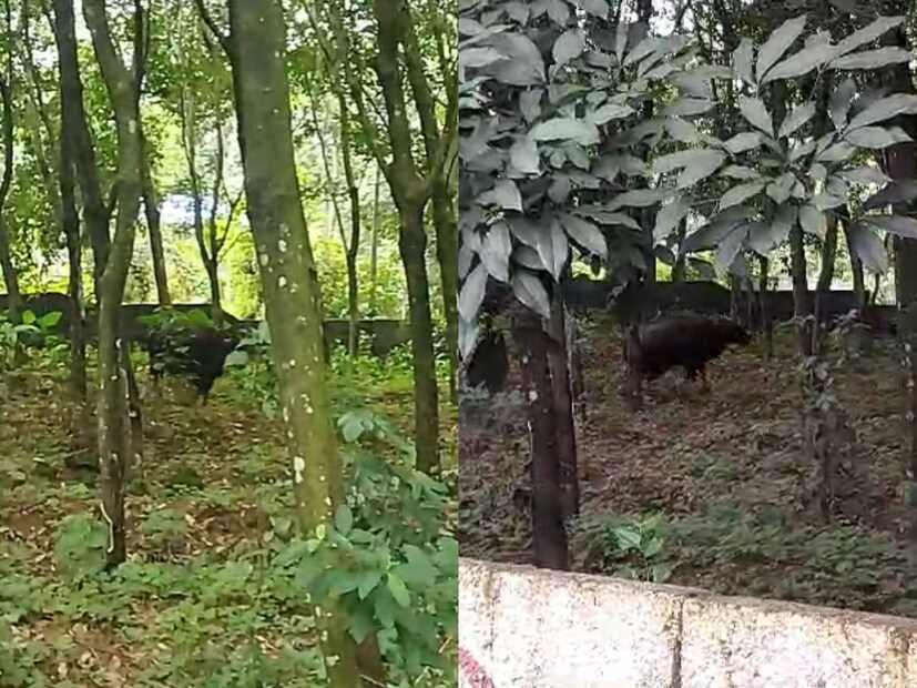  മൂന്നു തവണയാണ് ബാഹുബലിക്ക് നേരെ വെടിയുതിർത്തത്. വെടികൊണ്ട പോത്ത് തെന്നൂർ ദേവീക്ഷേത്രത്തിനു സമീപം മയങ്ങി വീണു. നിലവിൽ കാട്ടുപോത്തിന്റെ ആരോഗ്യനില തൃപ്തികരമാണ്. മൃഗഡോക്ടർ പരിശോധിച്ച് ആവശ്യമെങ്കിൽ ചികിത്സ നൽകും.