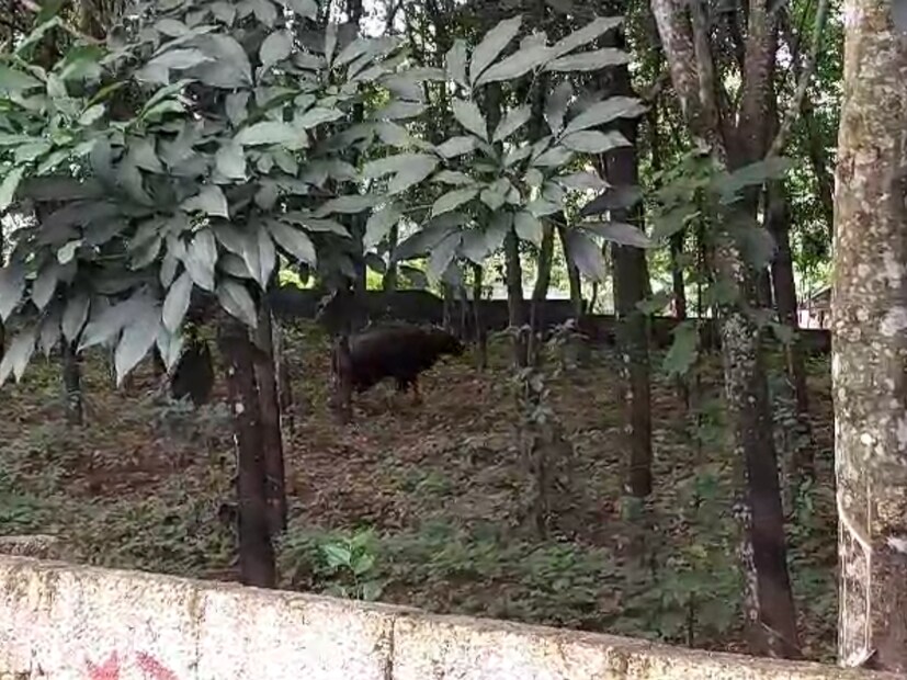  ശേഷം ഇതിനെ വാഹനത്തിൽ കയറ്റി വനത്തിലേക്ക് വിടും. പാലോട്, കുളത്തുപ്പുഴ, അഞ്ചൽ ഫോറസ്റ്റ് റേഞ്ചിലെ ഉദ്യോഗസ്ഥർ ആണ് കാട്ടുപോത്തിനെ സ്ഥലത്ത് നിന്ന് മാറ്റുന്നത്. ഒരാഴ്ചയായി തിരുവനന്തപുരം മംഗലപുരം ടെക്നോസിറ്റി മേഖലയെ മുൾമുനയിൽ നിർത്തിയ പോത്തിനെയാണ് മയക്കു വെടിവച്ച് പിടികൂടിയത്.