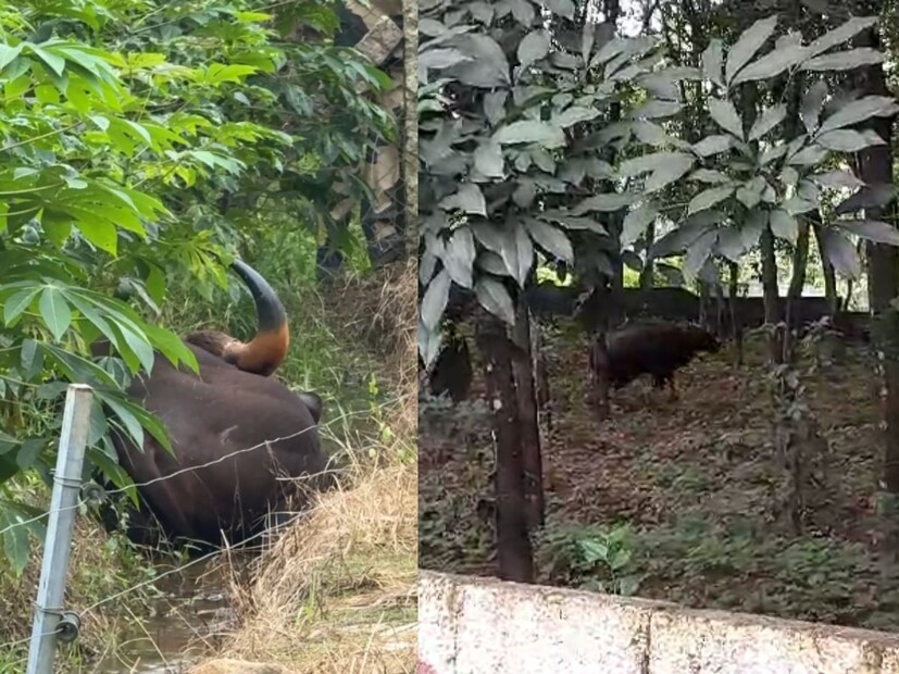  മം​ഗലപുരത്ത് നിന്നും 35 കിലോമീറ്റര്‍ അകലെയുള്ള പാലോട് വനമേഖലയില്‍ നിന്നു കൂട്ടംതെറ്റി എത്തിയ കാട്ടുപോത്തെന്നാണു കരുതുന്നത്. ബാഹുബലി സിനിമയിലെ പോലെ തോന്നിക്കുന്ന പോത്തിന്റെ രൂപം കണ്ട നാട്ടുകാരാണ് ഇതിന് ബാഹുബലിയെന്ന പേരിട്ടത്. പൂര്‍ണവളര്‍ച്ച എത്താത്ത കാട്ടു പോത്തിന് ഏകദേശം 500 കിലോഗ്രാമിലേറെ ഭാരം വരുമെന്ന് ഉദ്യോഗസ്ഥര്‍ പറഞ്ഞു.